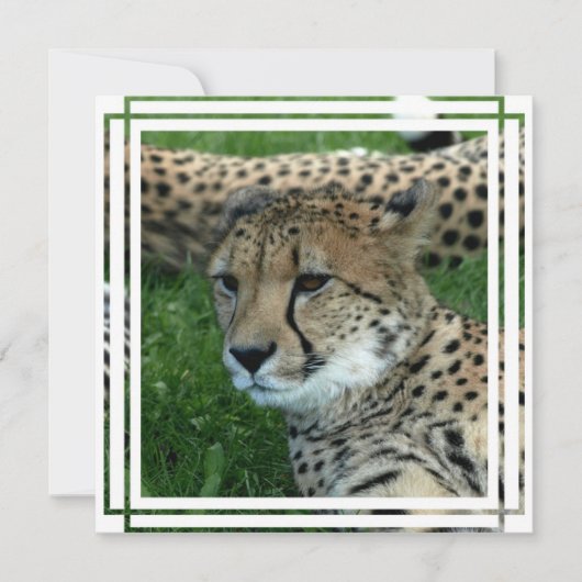 Spotted Cheetah Invitation Kaart (Voorkant)