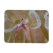 Spotted Cleaner Garnaal Magnet Magneet (Horizontaal)