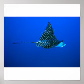 Spotted Eagle Ray, Belize 2006 Poster (Voorkant)