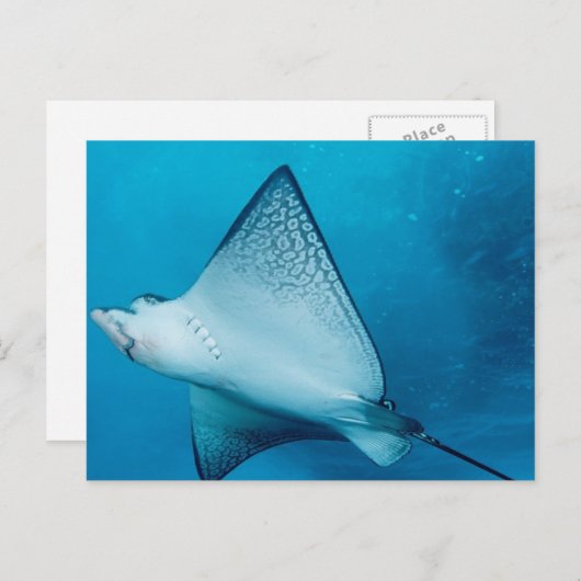 Spotted Eagle Ray Briefkaart (Voorkant / Achterkant)