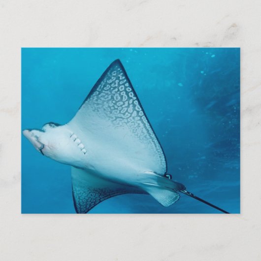 Spotted Eagle Ray Briefkaart (Voorkant)