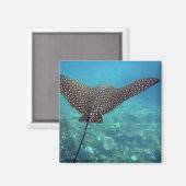 Spotted Eagle Ray Magneet (Voorkant / Achterkant)