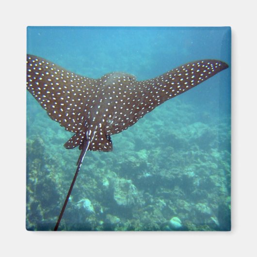 Spotted Eagle Ray Magneet (Voorkant)