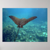 Spotted Eagle Ray Poster (Voorkant)