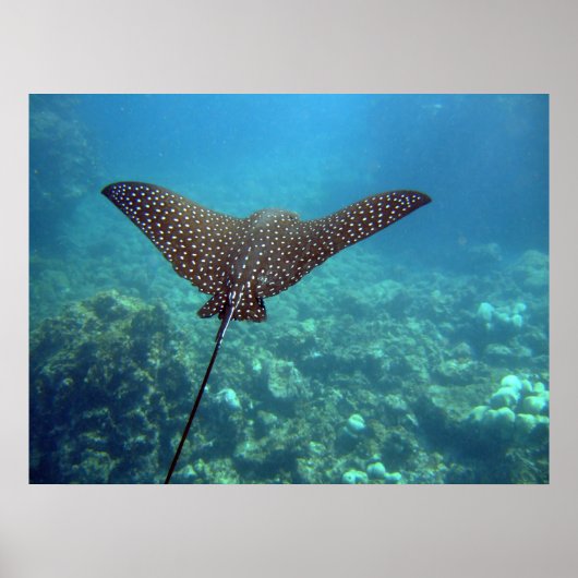 Spotted Eagle Ray Poster (Voorkant)