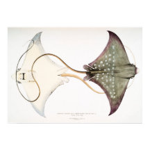 Spotted Eagle Stingray: Een geweldige creatie