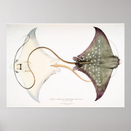 Spotted Eagle Stingray: Een geweldige creatie Poster