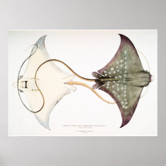Spotted Eagle Stingray: Een geweldige creatie Poster
