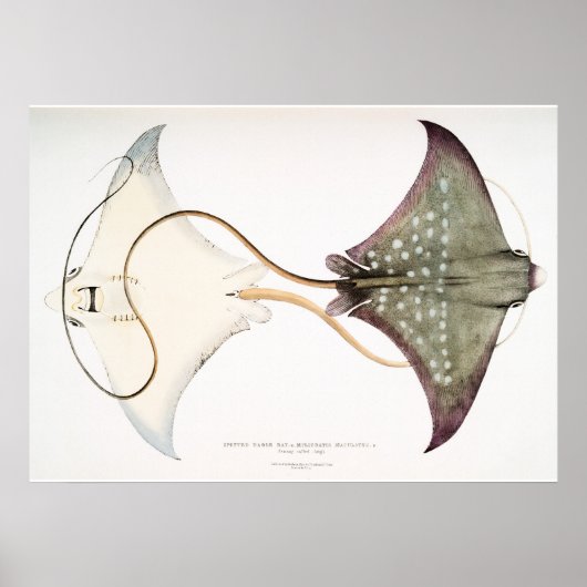 Spotted Eagle Stingray: Een geweldige creatie Poster (Voorkant)