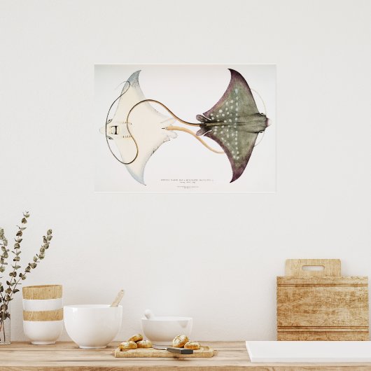 Spotted Eagle Stingray: Een geweldige creatie Poster (Keuken)