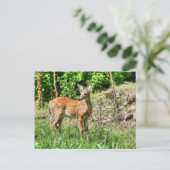 Spotted Fawn Briefkaart (Staand voorkant)