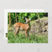 Spotted Fawn Briefkaart (Voorkant / Achterkant)