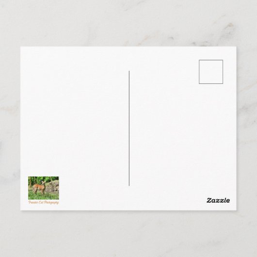 Spotted Fawn Briefkaart (Achterkant)