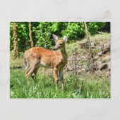Spotted Fawn Briefkaart (Voorkant)