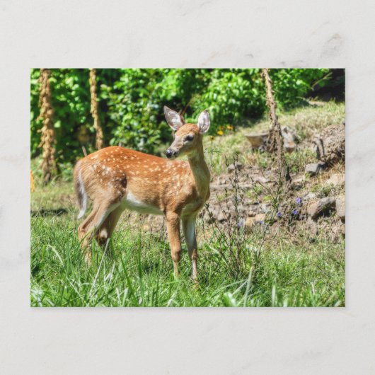 Spotted Fawn Briefkaart (Voorkant)
