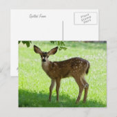 SPOTTED FAWN BRIEFKAART (Voorkant / Achterkant)
