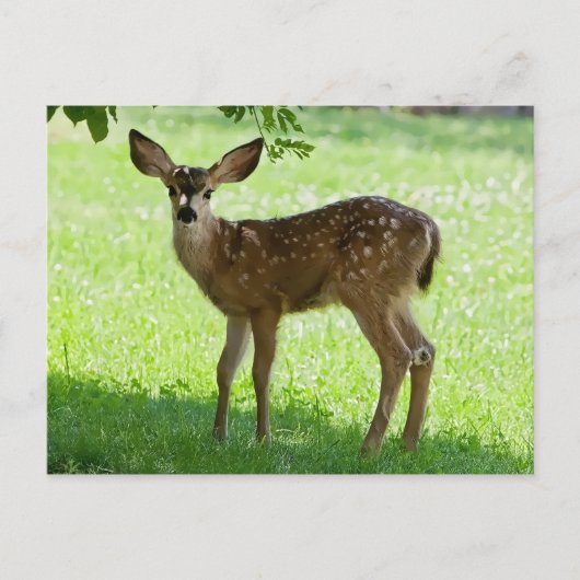 SPOTTED FAWN BRIEFKAART (Voorkant)