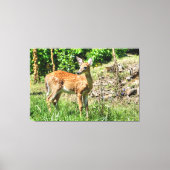 Spotted Fawn Canvas Afdruk (Voorkant)