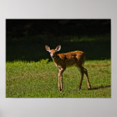 Spotted Fawn Poster (Voorkant)