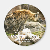 Spotted Hyena Magneet (Voorkant)