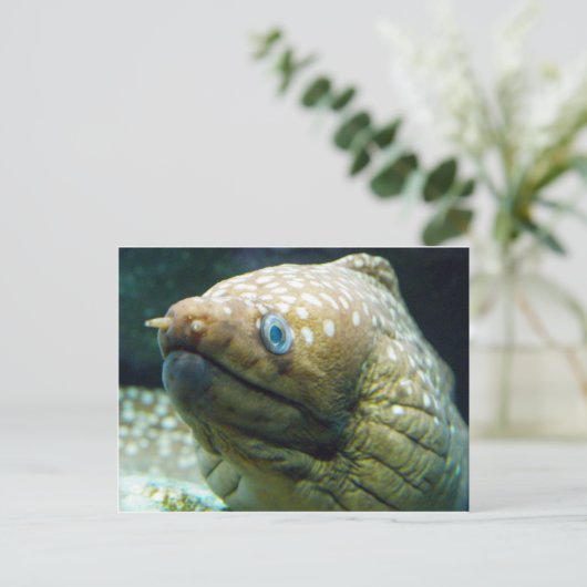 Spotted Moray Eel Briefkaart (Staand voorkant)