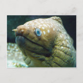 Spotted Moray Eel Briefkaart (Voorkant)