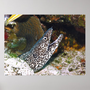 Spotted Moray Poster