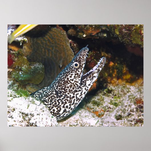 Spotted Moray Poster (Voorkant)