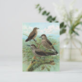 Spotted Nutcracker Vintage Bird Illustration Briefkaart (Staand voorkant)