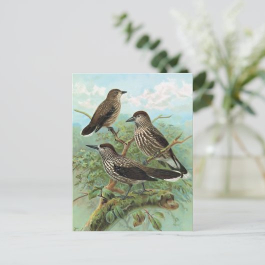 Spotted Nutcracker Vintage Bird Illustration Briefkaart (Staand voorkant)