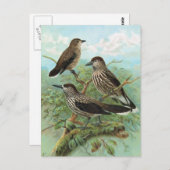 Spotted Nutcracker Vintage Bird Illustration Briefkaart (Voorkant / Achterkant)