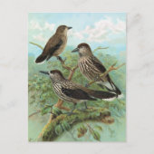 Spotted Nutcracker Vintage Bird Illustration Briefkaart (Voorkant)