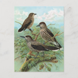 Spotted Nutcracker Vintage Bird Illustration Briefkaart