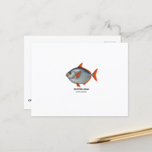 Spotted Opah - zeedieren van Californië Briefkaart