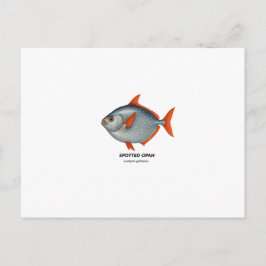 Spotted Opah - zeedieren van Californië Briefkaart
