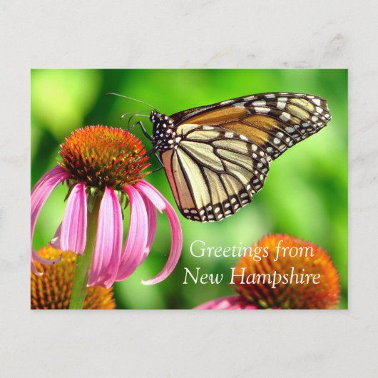 Spotted Oranje Butterfly_Greetings van NH Briefkaart (Voorkant)