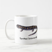 Spotted Salamander Male vs. Vrouw Mok (Links)