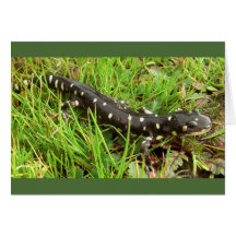 Spotted Salamanders