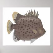 Spotted Scat Poster (Voorkant)