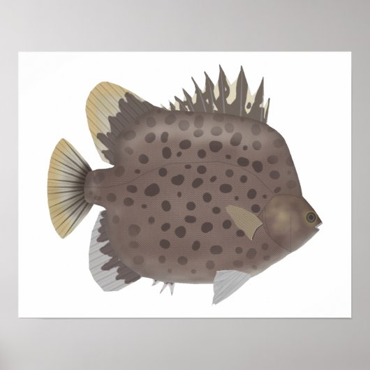 Spotted Scat Poster (Voorkant)