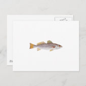 Spotted Seatrout Briefkaart (Voorkant / Achterkant)