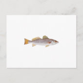 Spotted Seatrout Briefkaart (Voorkant)