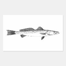 Spotted Seatrout - Gespikkelde Forel  Line Art