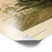 Spotted (Spruce) Grouse Audubon's vogels in Amerik Foto Afdruk (Hoek)