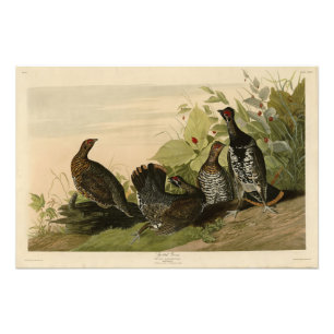 Spotted (Spruce) Grouse Audubon's vogels in Amerik Foto Afdruk