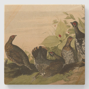 Spotted (Spruce) Grouse Audubon's vogels in Amerik Stenen Onderzetter