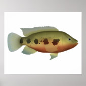 Spotted Tilapia Poster (Voorkant)