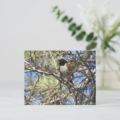 Spotted Towee Briefkaart (Staand voorkant)