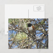 Spotted Towee Briefkaart (Voorkant / Achterkant)