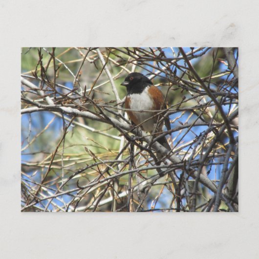 Spotted Towee Briefkaart (Voorkant)